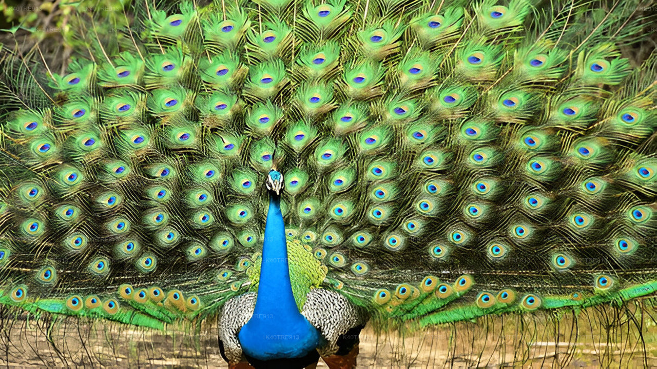 Transport z biletami