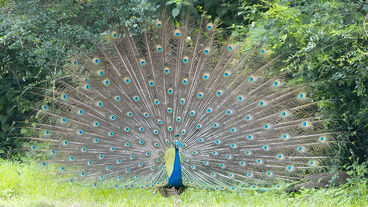 Transport z biletami