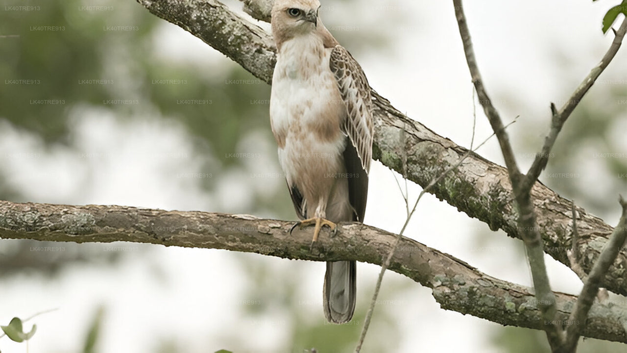 Transport z biletami