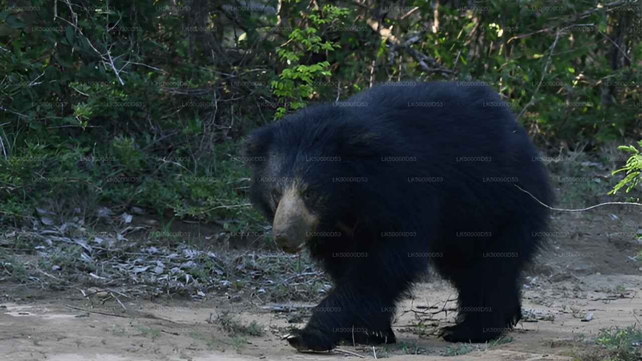Prywatna wycieczka z Hiriketiya do Elli z Yala Safari