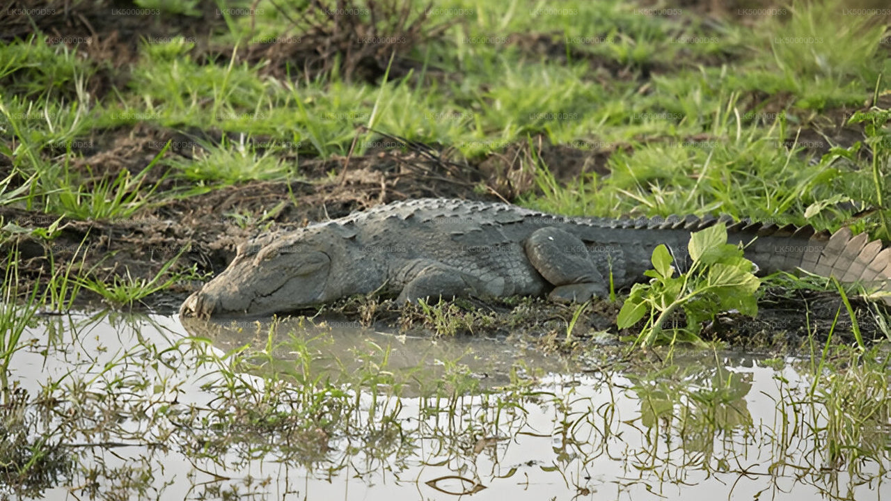 Prywatna wycieczka z Hiriketiya do Elli z Yala Safari