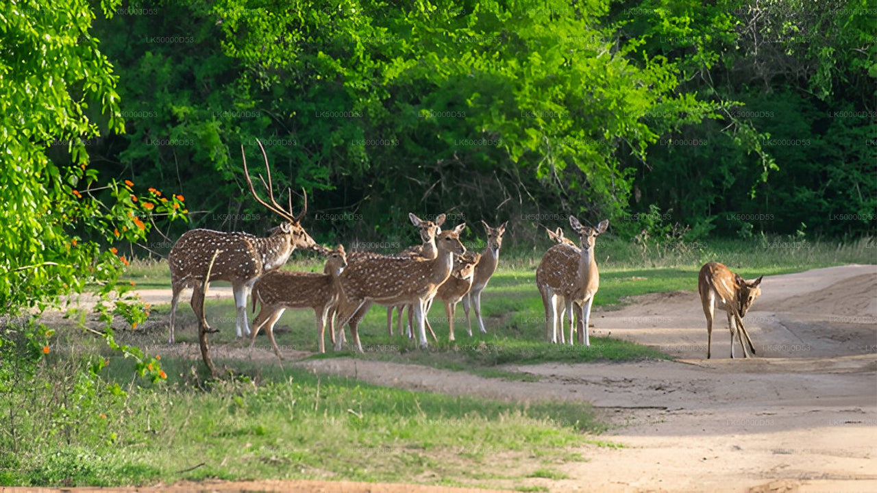 Prywatna wycieczka z Hiriketiya do Elli z Yala Safari