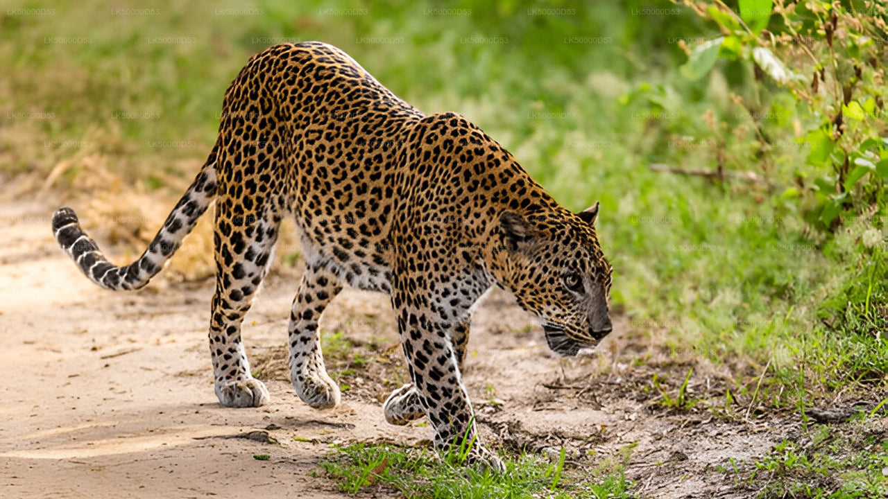 Prywatna wycieczka z Hiriketiya do Elli z Yala Safari