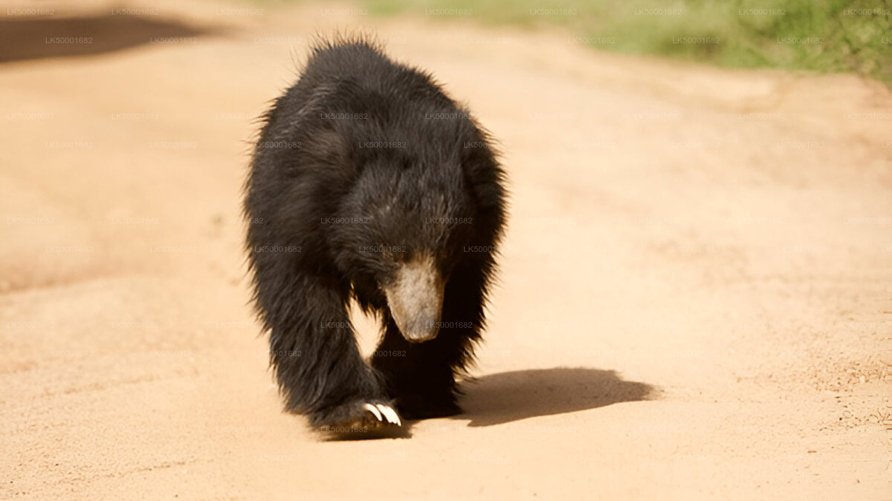 Private Tour from Ella to Weligama with Yala Safari