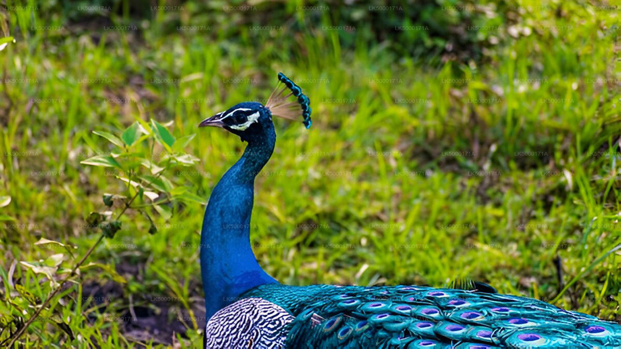 Private Tour from Ella to Tangalle with Udawalawe Safari