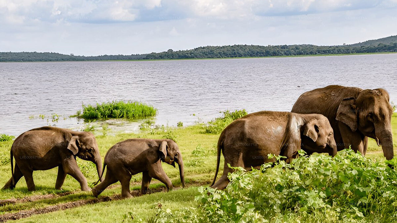 Private Tour from Ella to Tangalle with Udawalawe Safari