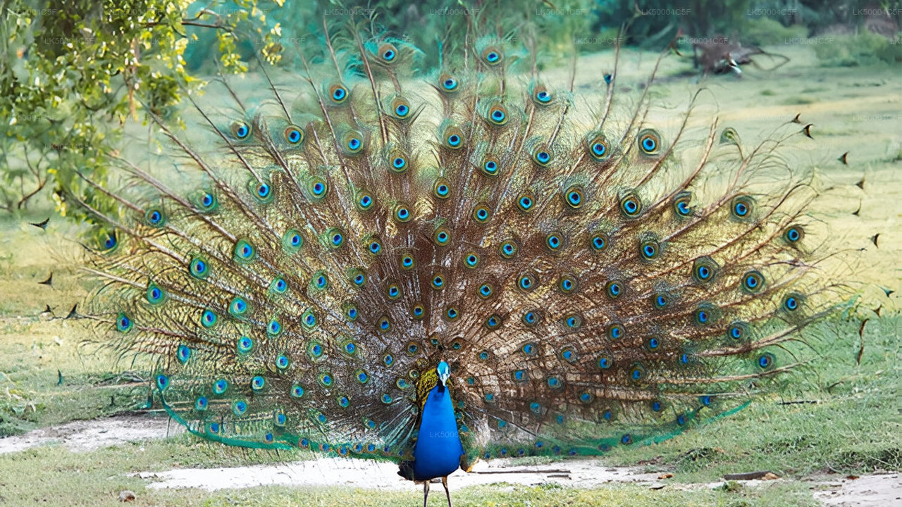 Prywatna wycieczka z Elli do Weligamy z Udawalawe Safari