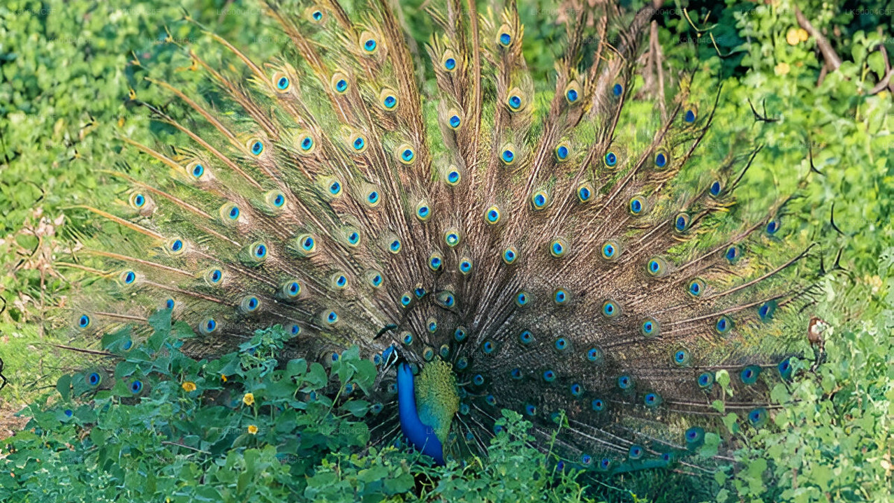 Prywatna wycieczka z Elli do Weligamy z Udawalawe Safari