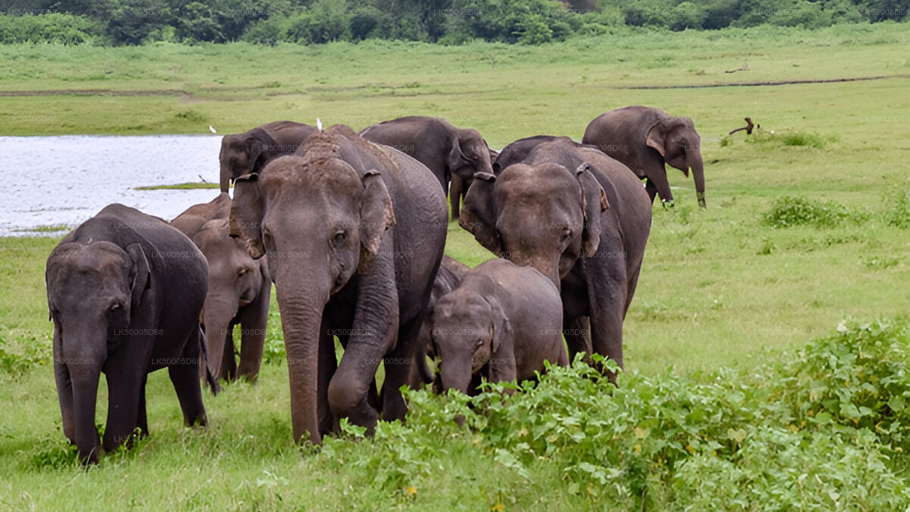 Prywatna wycieczka z Hiriketiya do Elli z Udawalawe Safari
