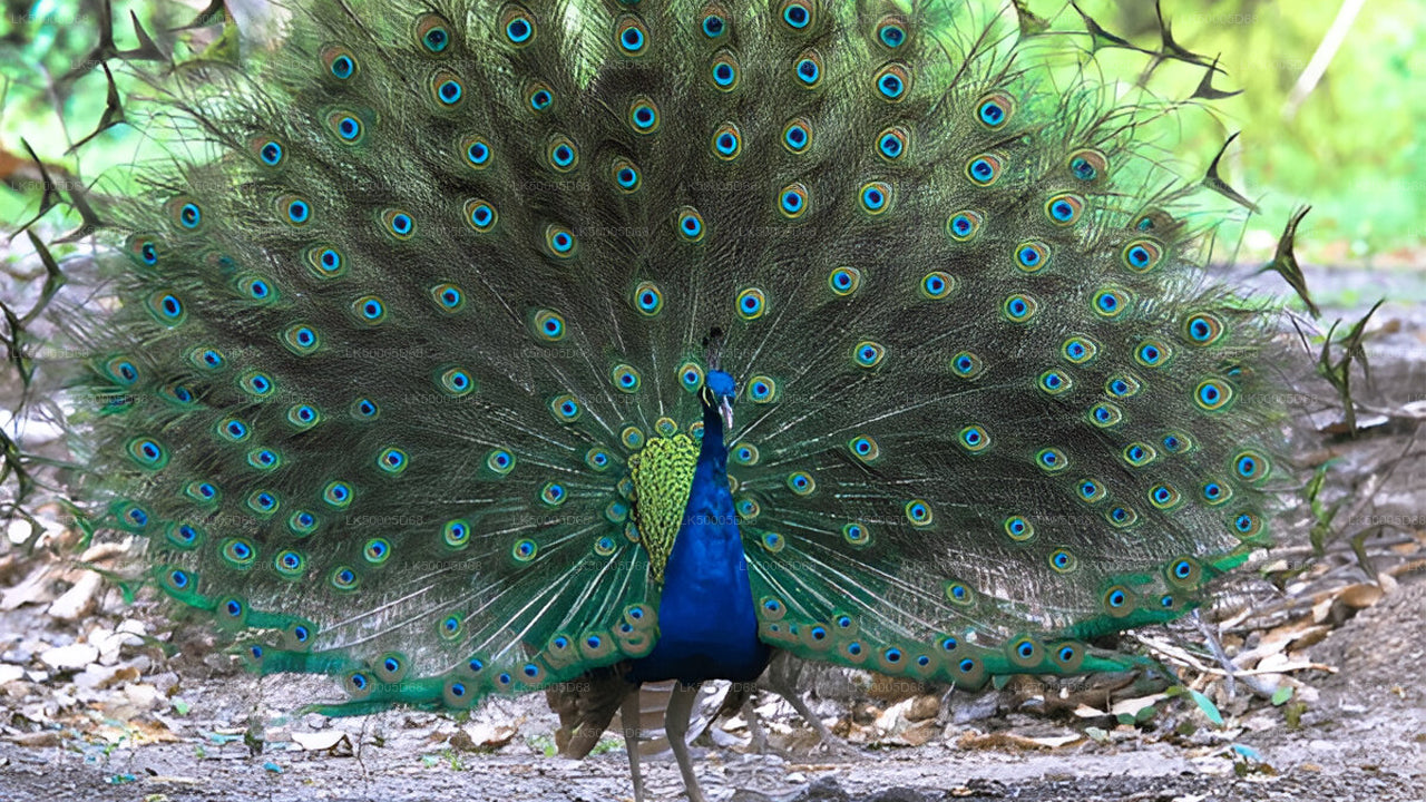 Prywatna wycieczka z Hiriketiya do Elli z Udawalawe Safari
