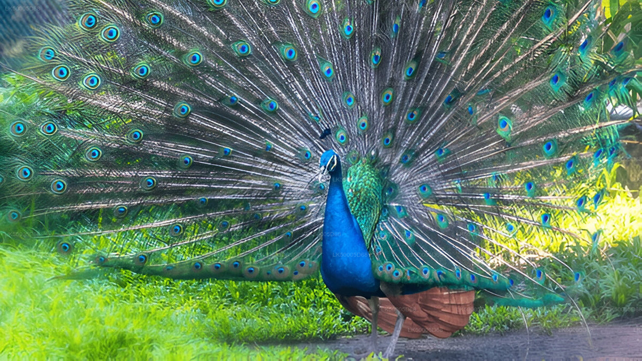 Prywatna wycieczka z Hiriketiya do Elli z Udawalawe Safari