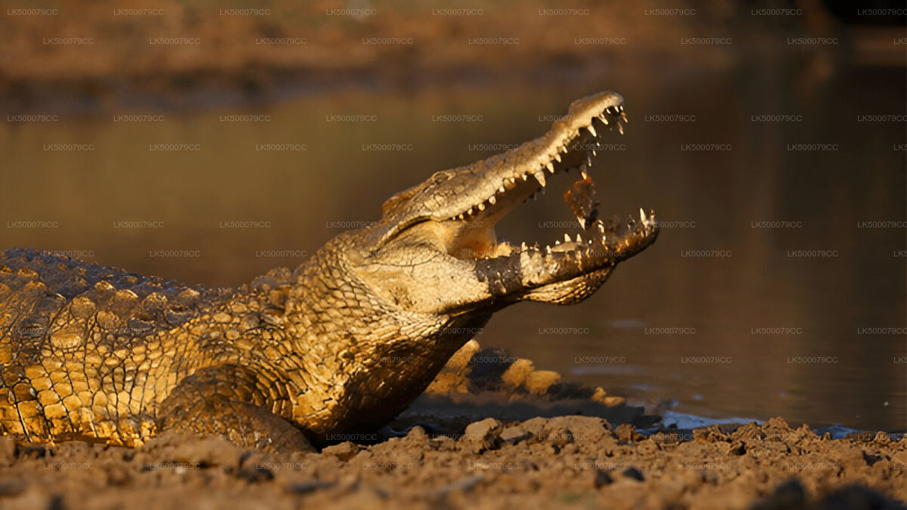 Prywatna wycieczka z Elli do Tangalle z Yala Safari