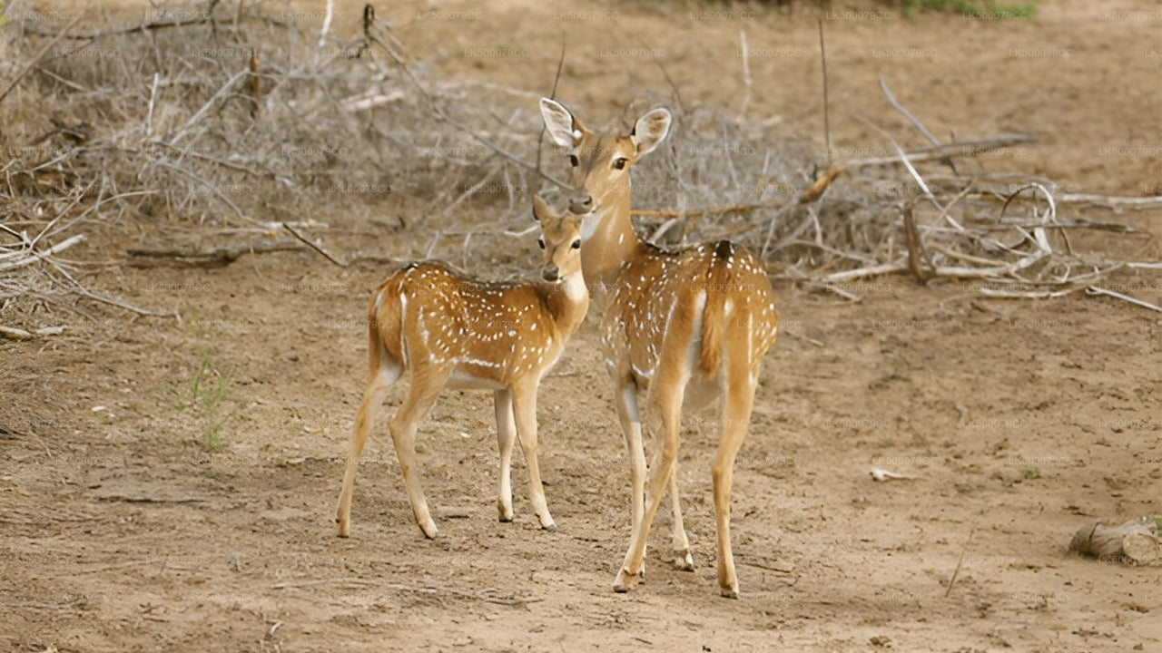 Prywatna wycieczka z Elli do Tangalle z Yala Safari