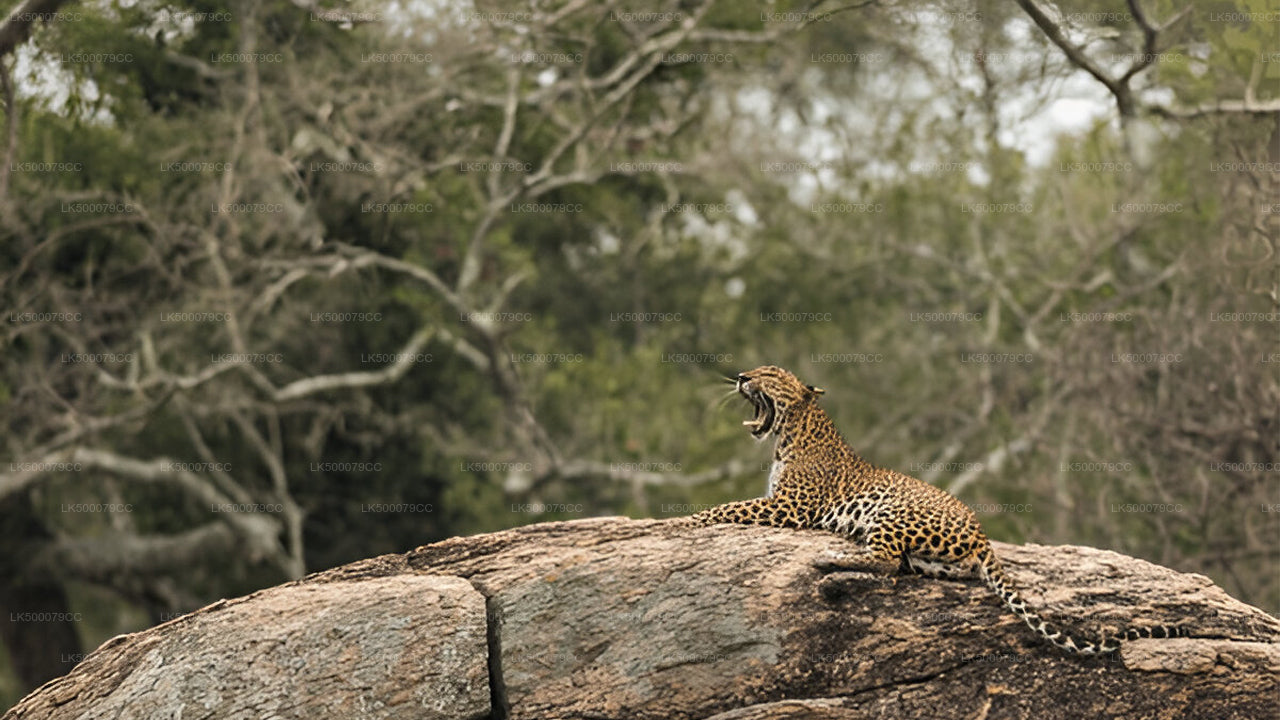 Prywatna wycieczka z Elli do Tangalle z Yala Safari