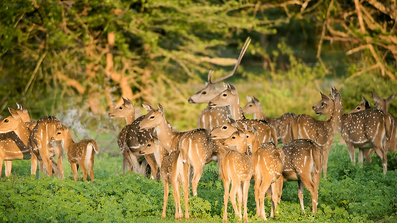 Private Tour from Tangalle to Ella with Yala Safari