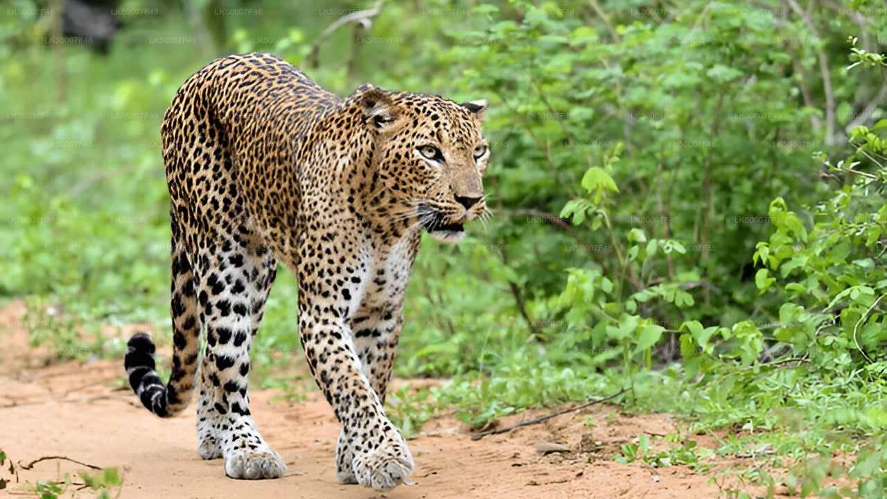 Private Tour from Mirissa to Ella with Yala Safari