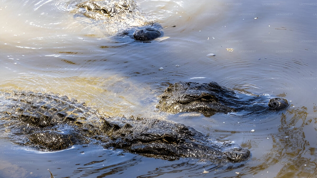 Park Narodowy Udawalawe Safari z Mirissa