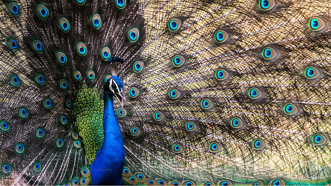 Park Narodowy Udawalawe Safari z Mirissa