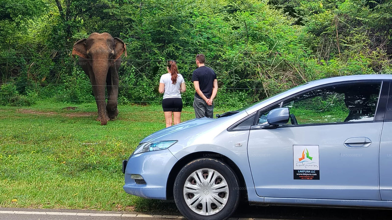 Park Narodowy Udawalawe Safari z Mirissa