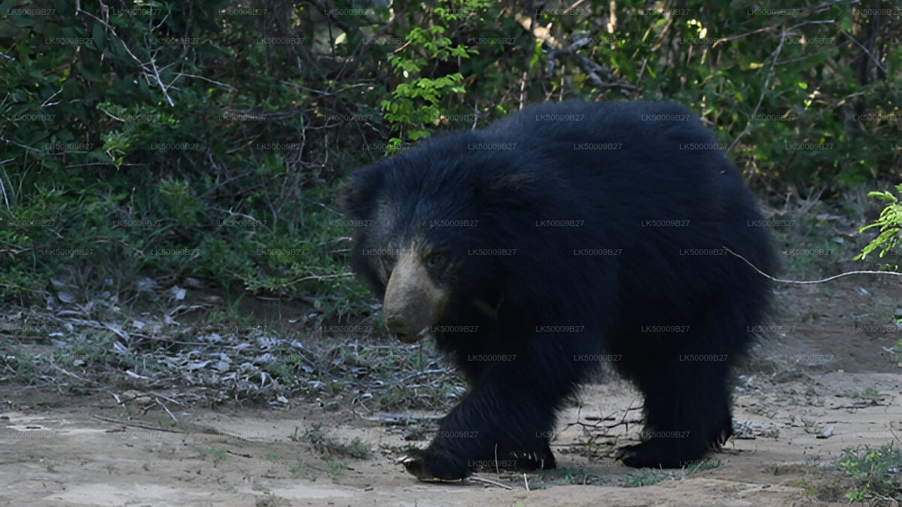 Prywatna wycieczka z Weligama do Elli z Yala Safari