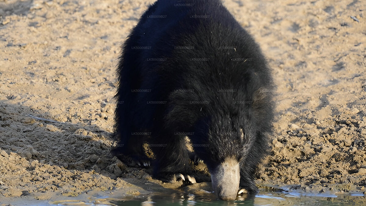 Prywatna wycieczka z Weligama do Elli z Yala Safari