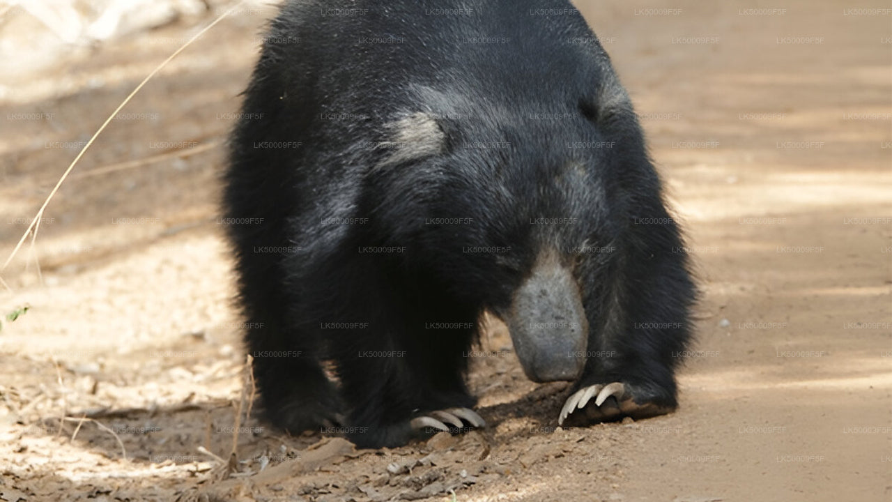 Private Tour from Ella to Mirissa with Yala Safari