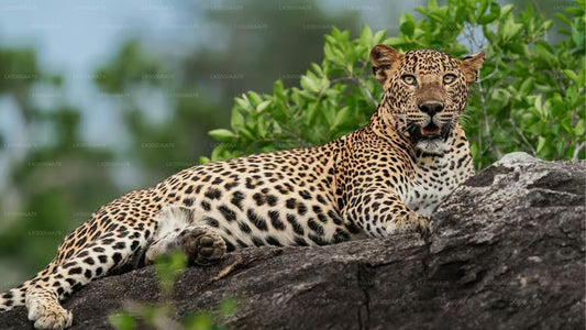Prywatne safari w Parku Narodowym Wilpattu
