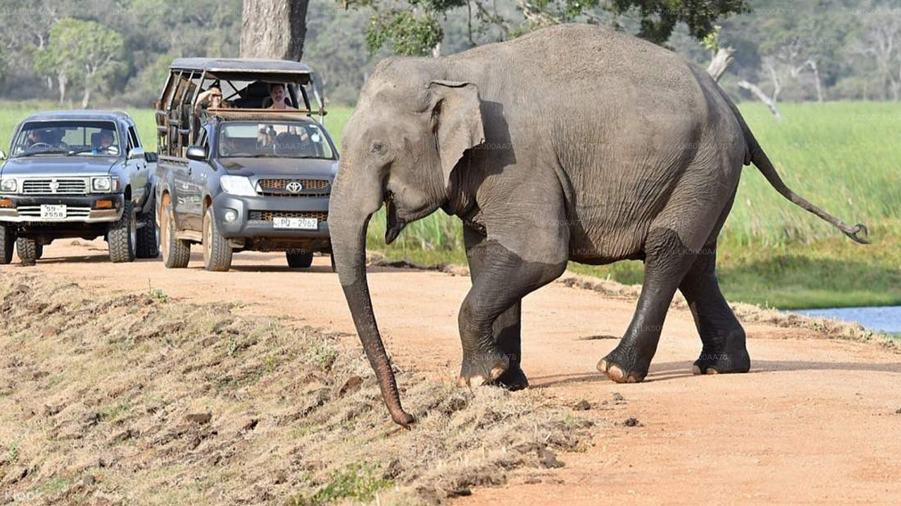 Prywatne safari w Parku Narodowym Wilpattu
