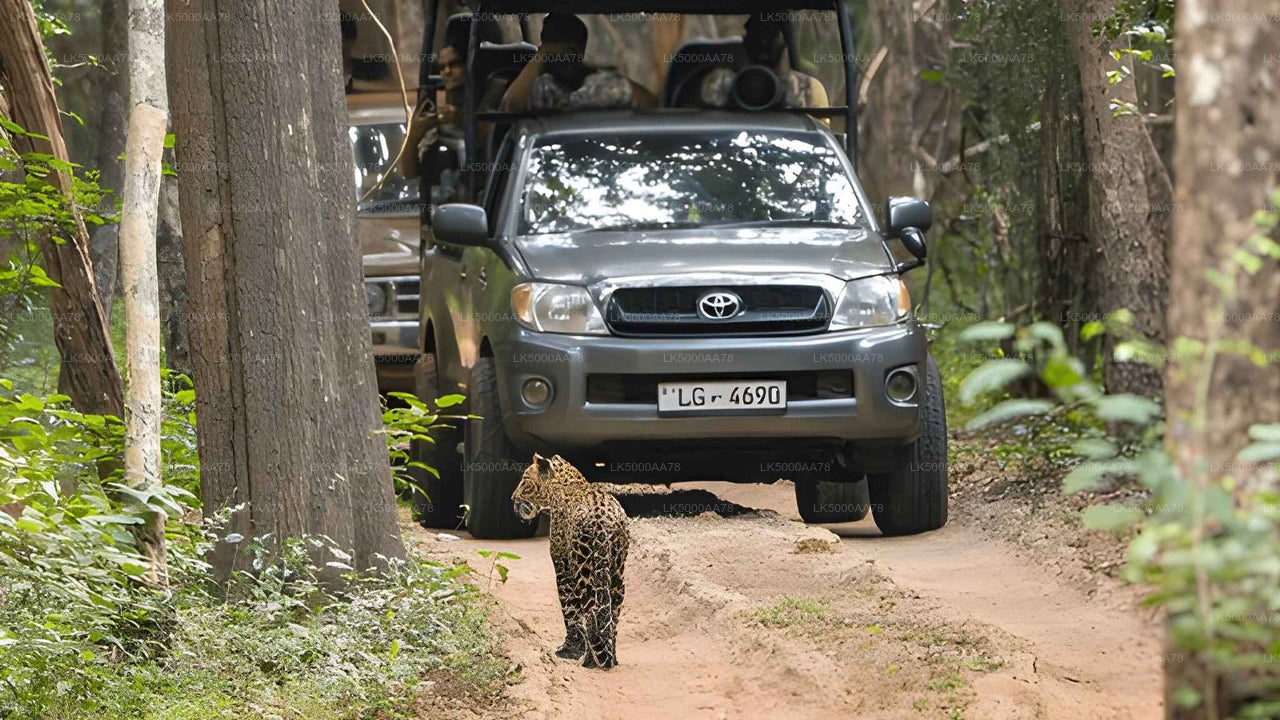 Prywatne safari w Parku Narodowym Wilpattu