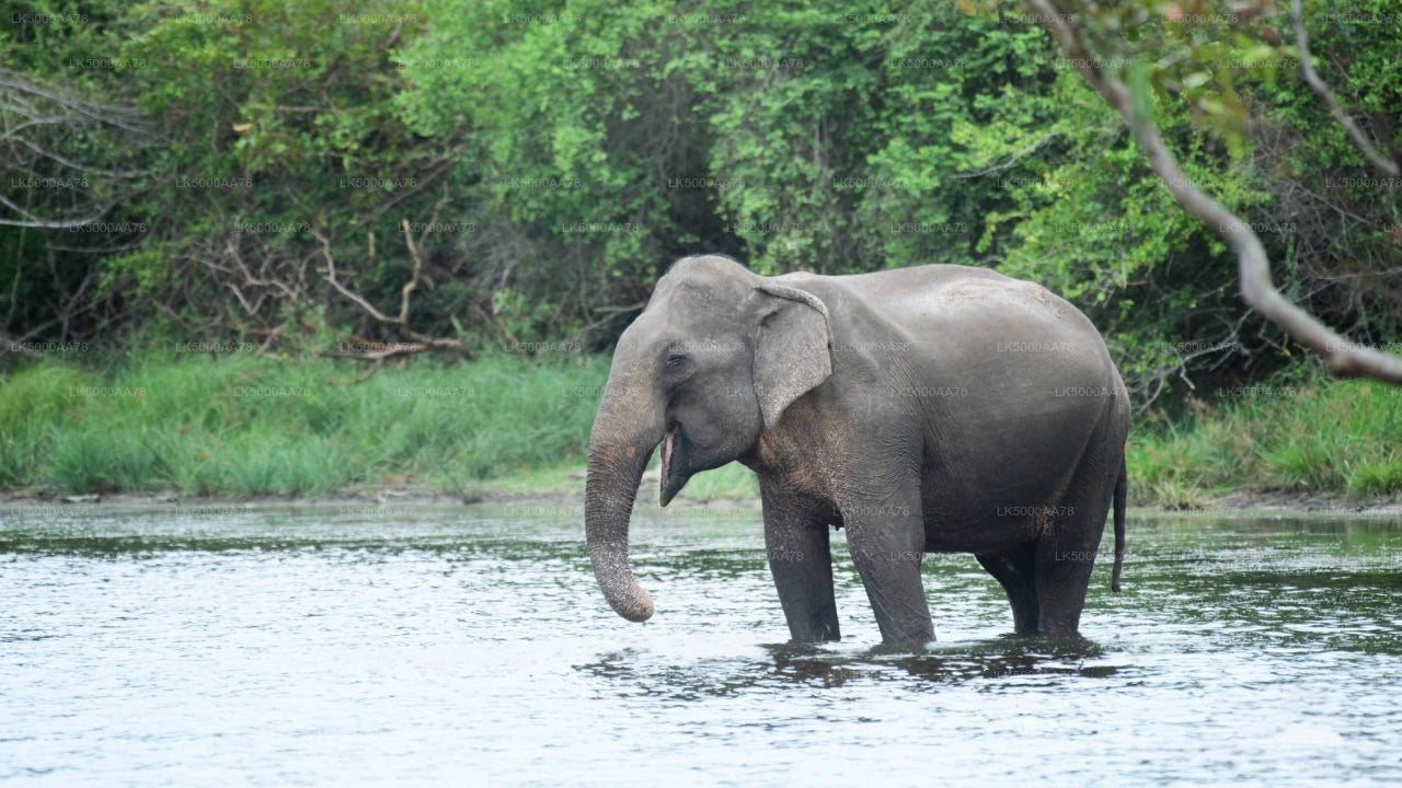 Prywatne safari w Parku Narodowym Wilpattu
