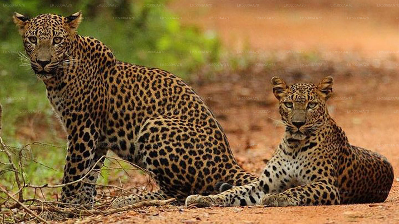 Prywatne safari w Parku Narodowym Wilpattu