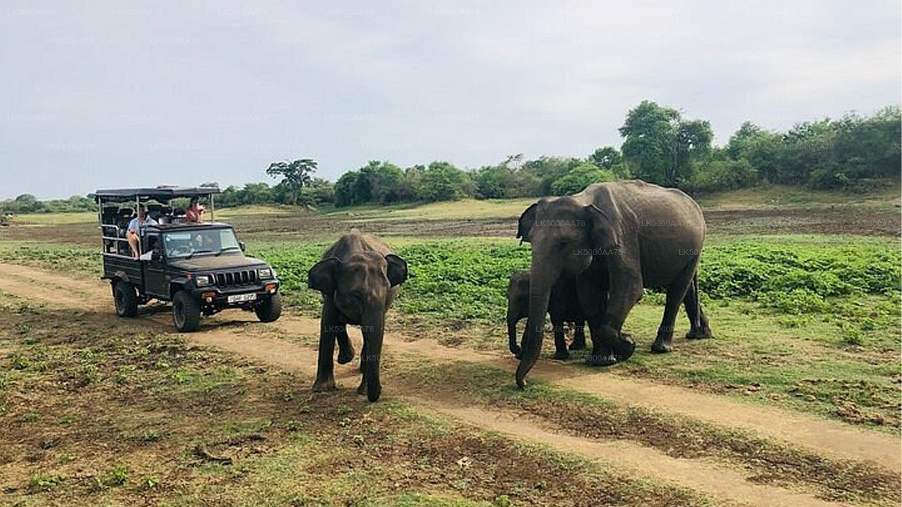 Prywatne safari w Parku Narodowym Wilpattu