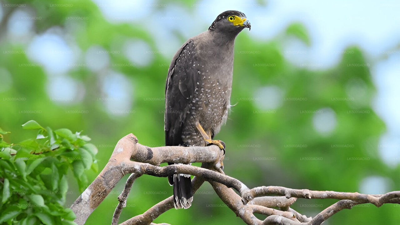 Prywatna wycieczka z Galle do Elli z Yala Safari