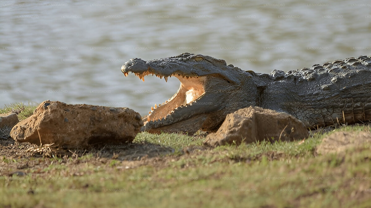 Prywatna wycieczka z Galle do Elli z Yala Safari