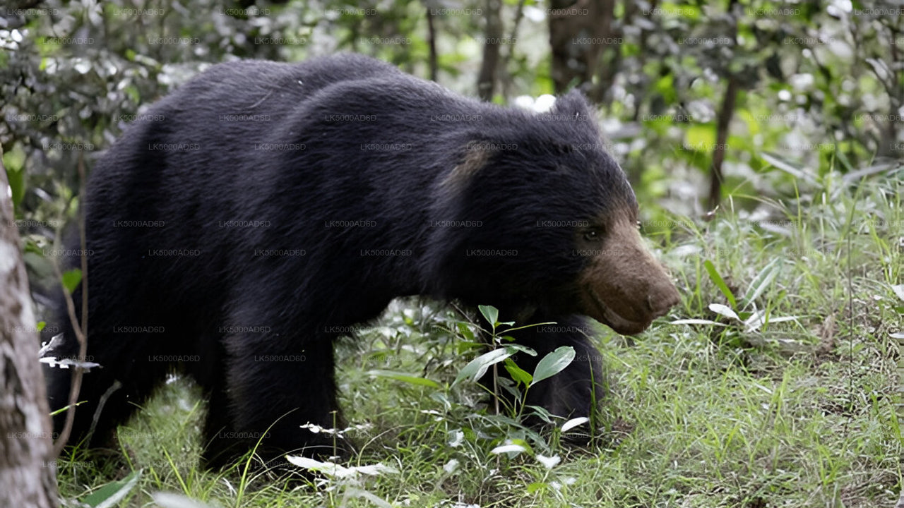 Prywatna wycieczka z Galle do Elli z Yala Safari
