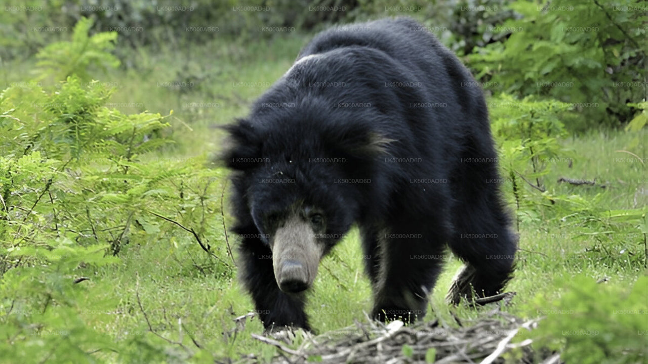 Prywatna wycieczka z Galle do Elli z Yala Safari