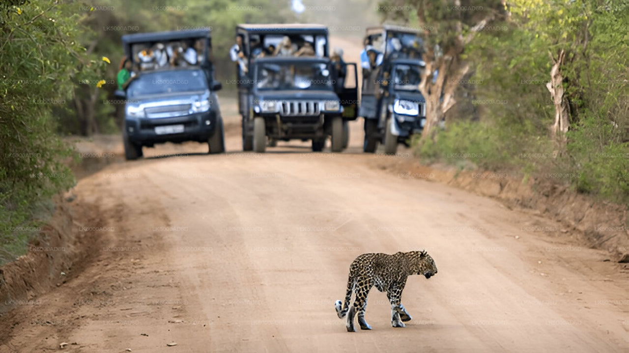 Prywatna wycieczka z Galle do Elli z Yala Safari