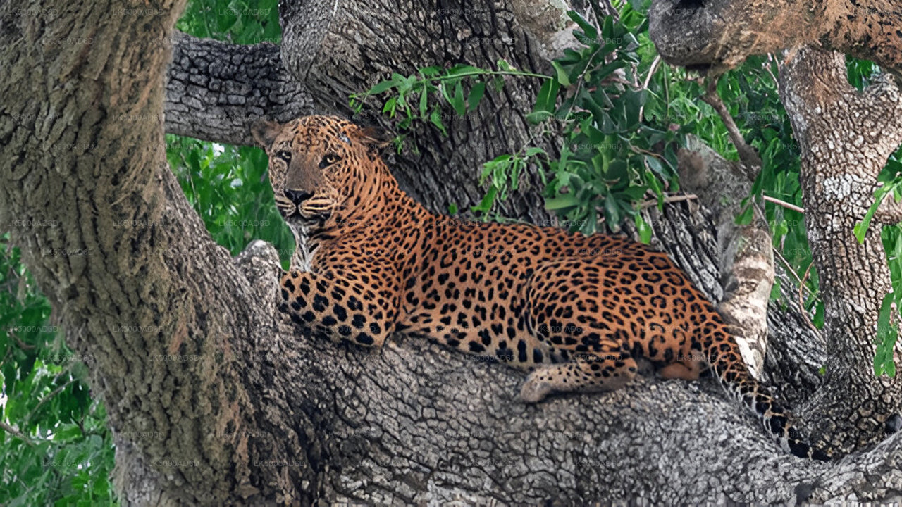 Prywatna wycieczka z Galle do Elli z Yala Safari