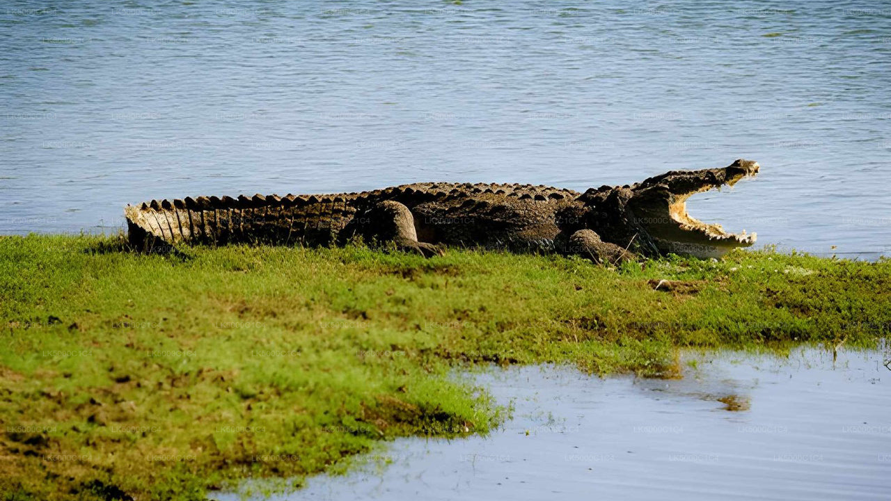Prywatna wycieczka z Elli do Hiriketiya z Udawalawe Safari