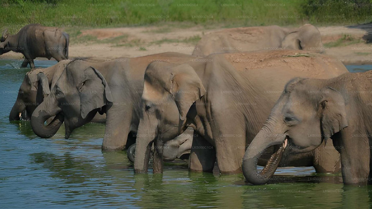 Prywatna wycieczka z Elli do Hiriketiya z Udawalawe Safari