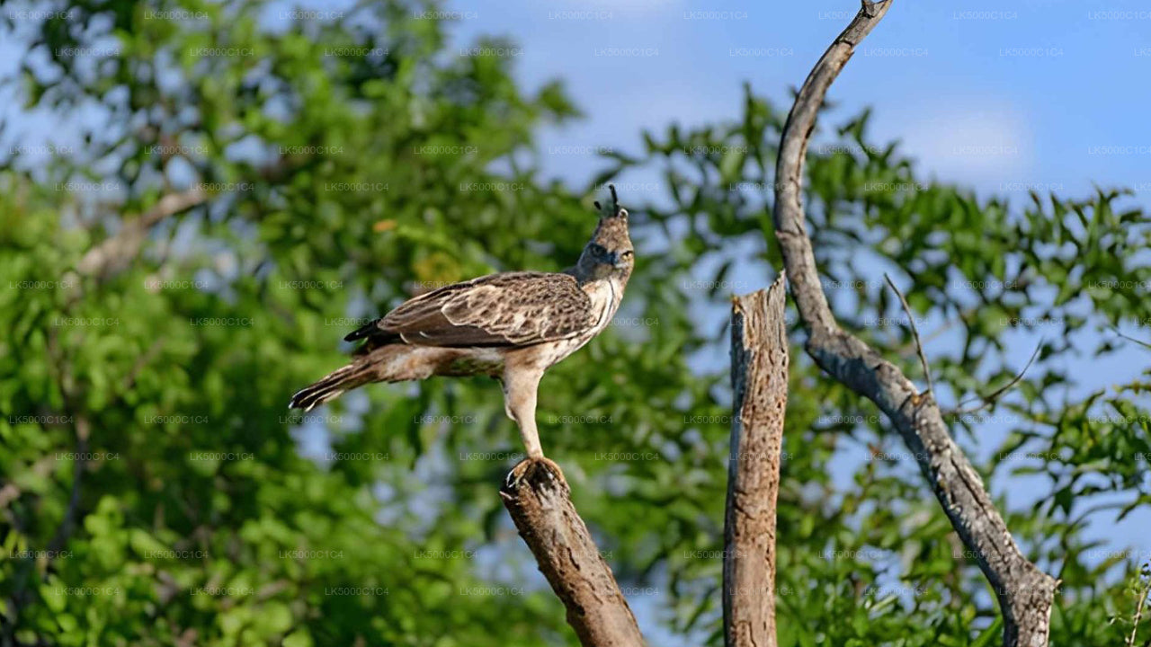 Prywatna wycieczka z Elli do Hiriketiya z Udawalawe Safari