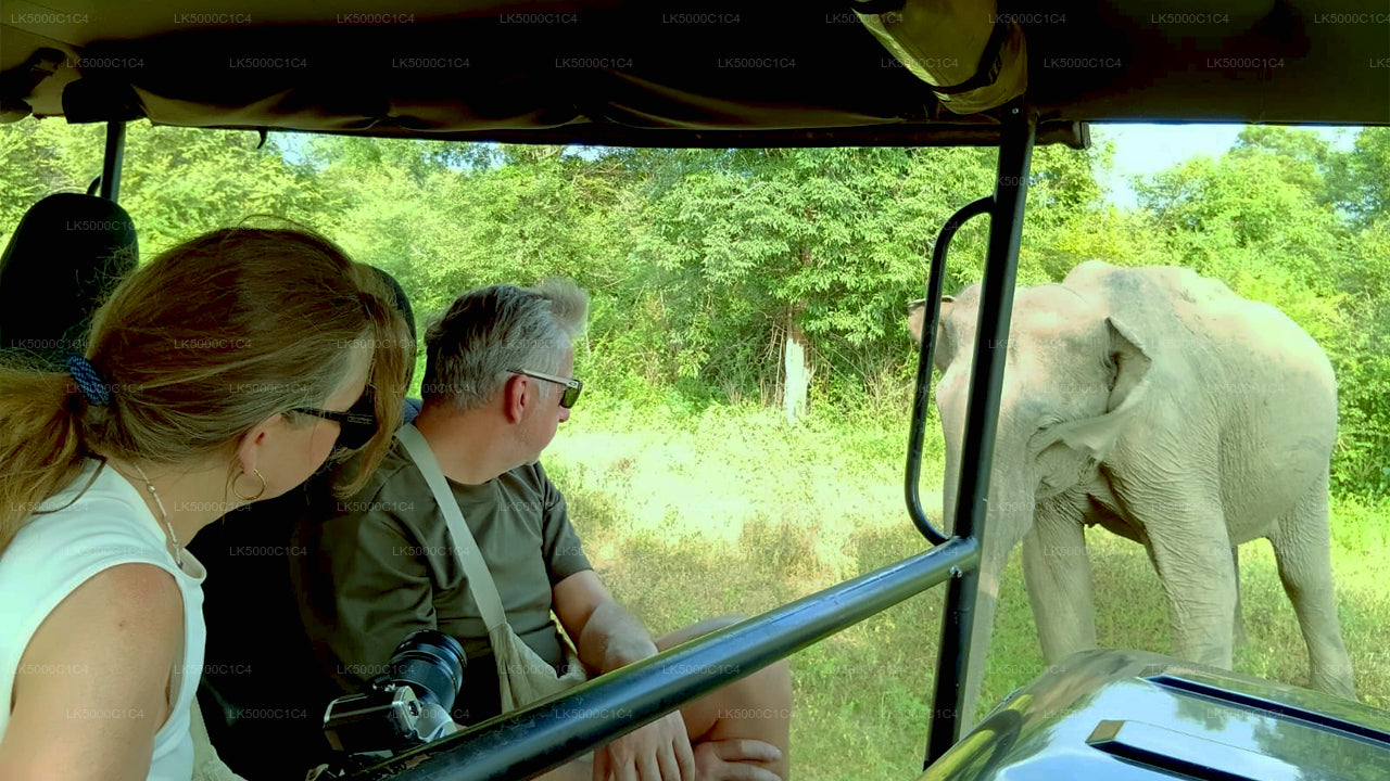 Prywatna wycieczka z Elli do Hiriketiya z Udawalawe Safari