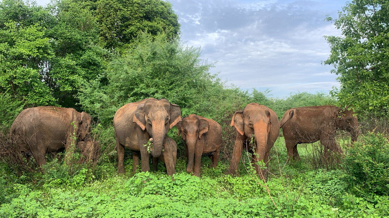 Prywatna wycieczka z Elli do Hiriketiya z Udawalawe Safari