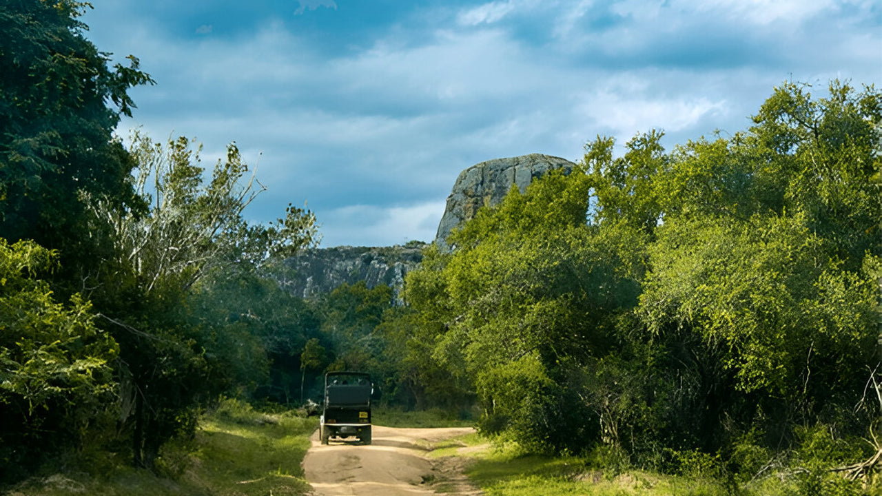 Park Narodowy Yala (Blok 5) Etyczne Safari