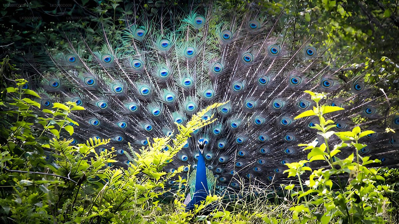 Prywatna wycieczka z Galle do Ella z Udawalawe Safari