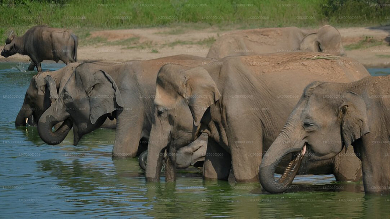 Prywatna wycieczka z Galle do Ella z Udawalawe Safari