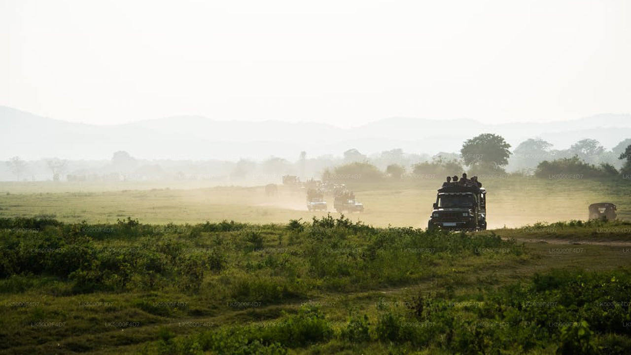 Prywatna wycieczka z Elli do Hiriketiya z Yala Safari