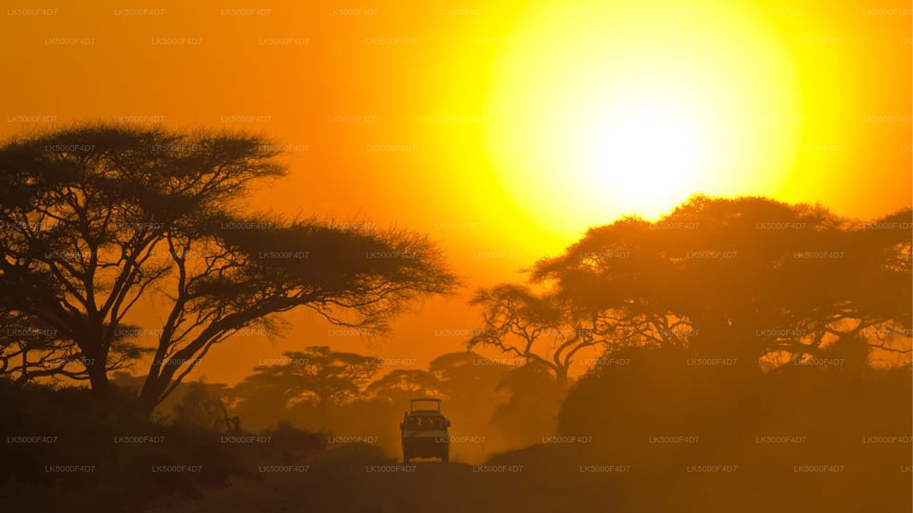 Prywatna wycieczka z Elli do Hiriketiya z Yala Safari