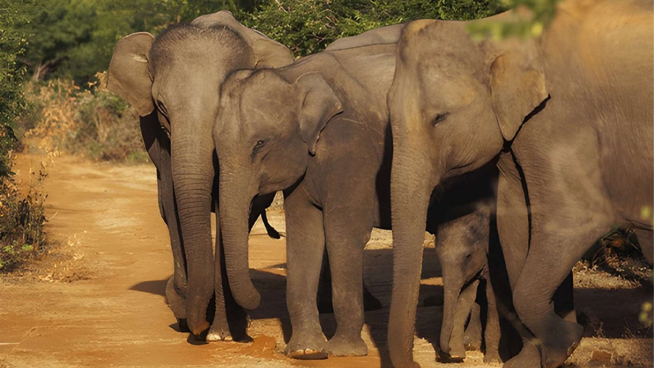 Prywatne safari w Parku Narodowym Udawalawe z przyrodnikiem
