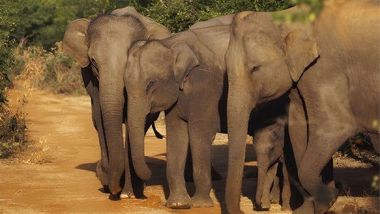 Prywatne safari w Parku Narodowym Udawalawe z przyrodnikiem